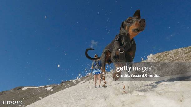 dog and trail runner descend snowy ridge down mountain - white doberman pinscher stock pictures, royalty-free photos & images