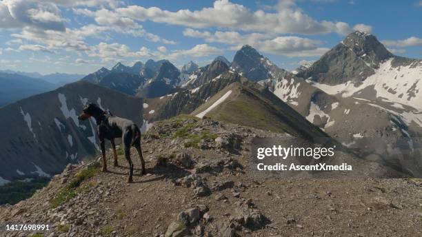 dog (doberman pinscher) pauses on mountain ridge - americas next top dog stockfoto's en -beelden