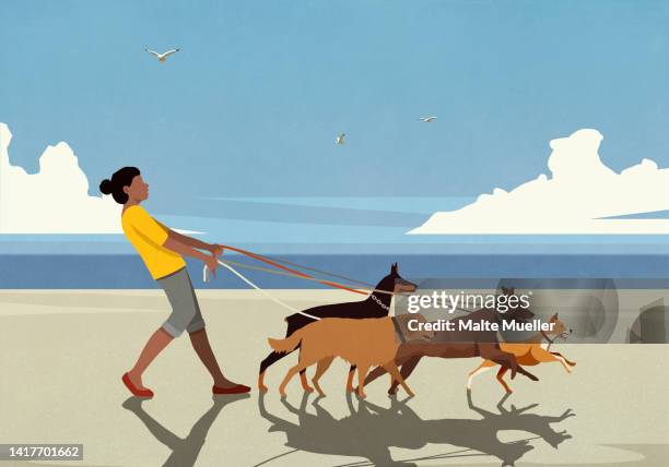 woman walking dogs on leashes on sunny summer ocean beach - dog walking stock illustrations