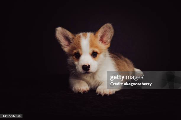 very cute welsh corgi dog puppy - pembroke welsh corgi puppy foto e immagini stock