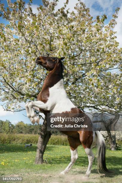 brown and white skewbald horse rearing at sunny spring tree - majestic animal stock pictures, royalty-free photos & images