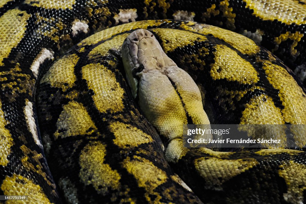 A Burmese Python Curled Up Showing The Pattern On Its Skin Python ...