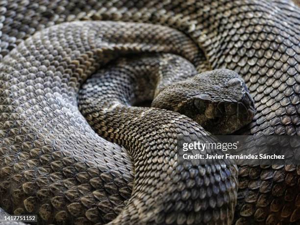 a close-up of a coiled eastern diamondback rattlesnake, showing the arrangement of scales on its head and body, and their pattern. crotalus adamanteus. - snake skin stock pictures, royalty-free photos & images