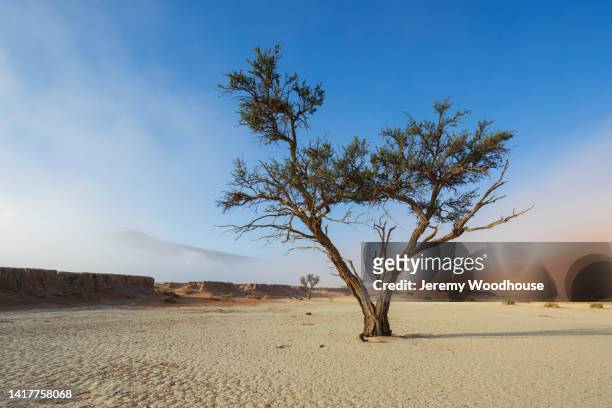 camelthorn in the fog at dead vlei - broken tree stock pictures, royalty-free photos & images