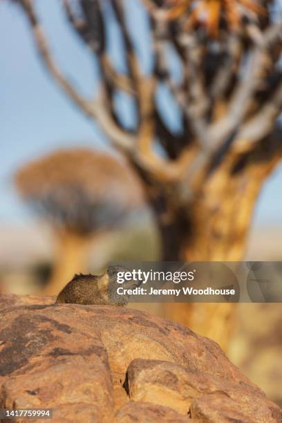 rock hyrax sunning itself - tree hyrax stock pictures, royalty-free photos & images