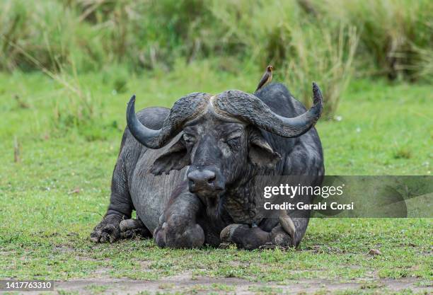 594 Largest Buffalo Stock Photos High Res Pictures And Images Getty 594-largest-buffalo-stock-photos-high-res-pictures-and-images-getty