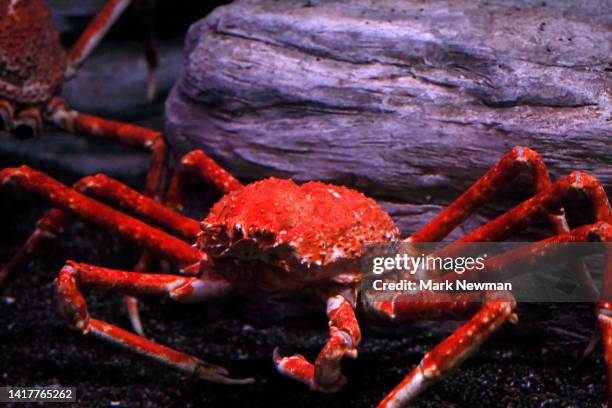 Japanese Crab Spider Photos and Premium High Res Pictures - Getty Images