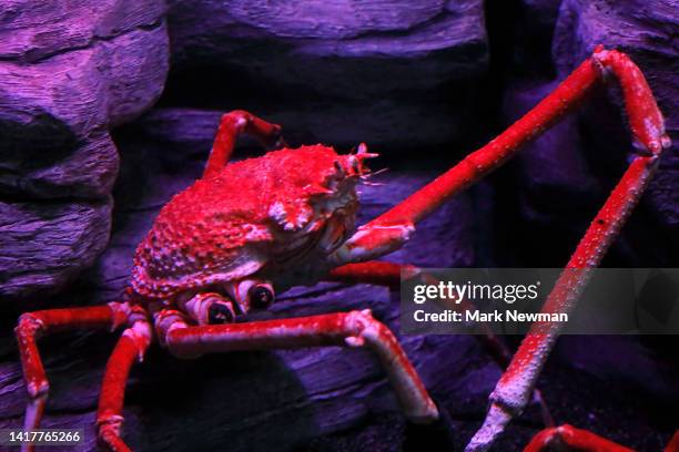 108 Japanese Crab Spider Stock Photos, High-Res Pictures, and Images