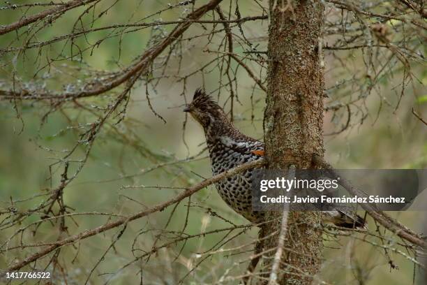a male hazel grouse controls his territory hidden behind the branches of a tree in a forest in finland. tetrastes bonasia. - tetrastes bonasia stock pictures, royalty-free photos & images