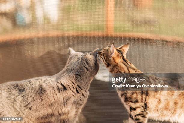 kiss cats, spring - nuzzling stockfoto's en -beelden