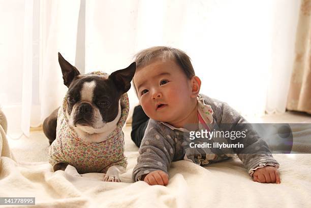 baby and boston terrier dog lying on bed - baby hund innenaufnahme stock-fotos und bilder