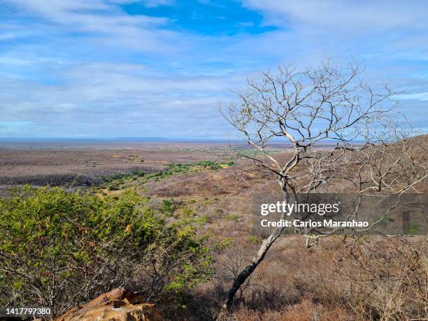 caatinga vegetation of the state of piaui in brazil - caatinga imagens e fotografias de stock