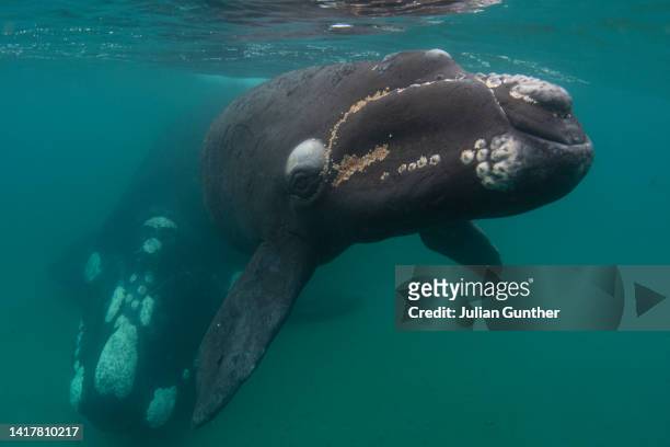 a mother and baby southern right whale swim just below the surface off argentina. - right whale stock pictures, royalty-free photos & images