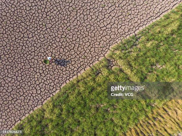 An aerial view is seen of a villager walking in a dry and cracked paddy field due to drought on August 24, 2022 in Neijiang, Sichuan Province of...