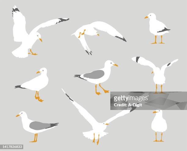427 Cartoon Seagull Photos and Premium High Res Pictures - Getty Images