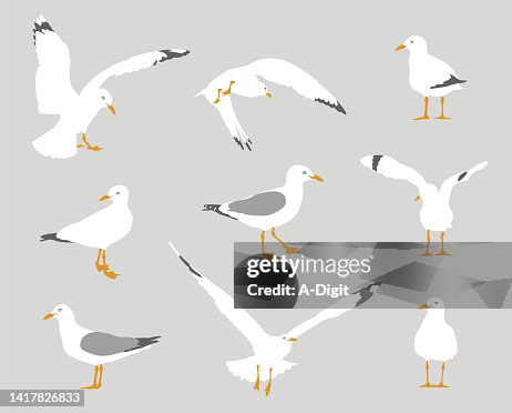 Seagull Behavior Flat Design Grey Seagull Behavior Flat Design Grey