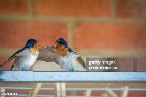 welcome swallow (hirundo neoxena) - animals fighting stock pictures, royalty-free photos & images
