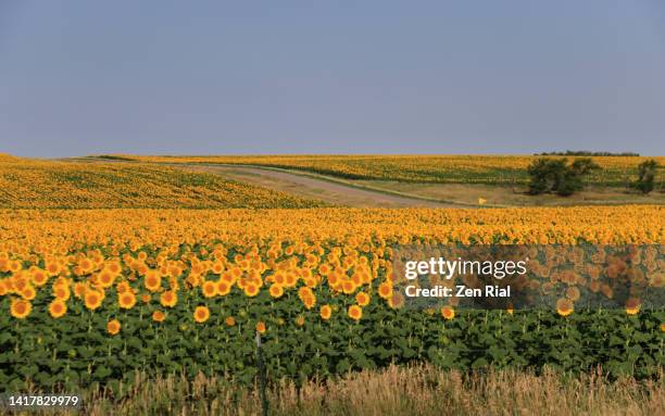 a field of blooming sunflowers and clear blue sky in the background - dakota du sud photos et images de collection
