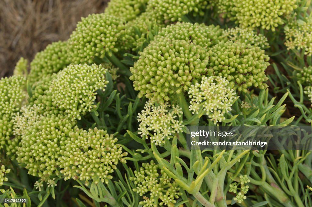 Rock Samphire, Crithmum maritimum, growing along the coastline in Kent.