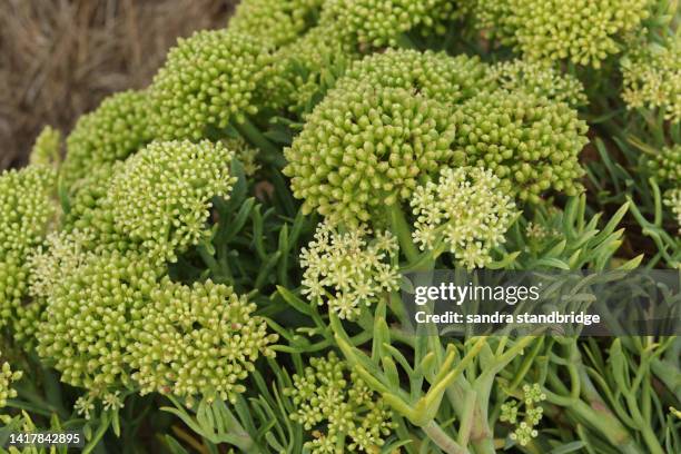 rock samphire, crithmum maritimum, growing along the coastline in kent. - marsh samphire stock pictures, royalty-free photos & images