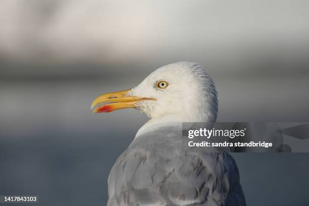 a herring gull, larus argentatus, perching at the edge of a harbor. - herring gull stock pictures, royalty-free photos & images