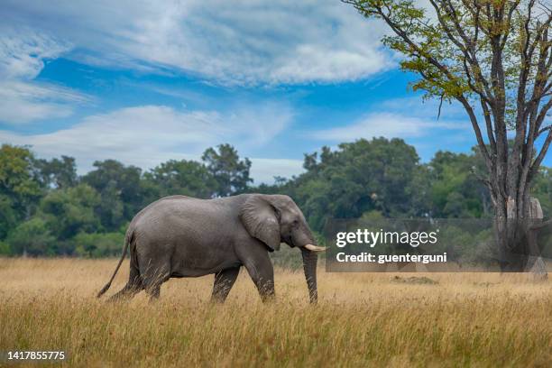 elefante africano nel delta dell'okavango, botswana, africa - african elephant foto e immagini stock