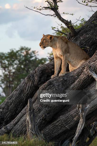 female lion (panthera leo) high up in a tree - botswana safari stock pictures, royalty-free photos & images