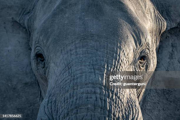 close up of an african elephant in okavango delta, botswana, africa - elephant eyes stock pictures, royalty-free photos & images