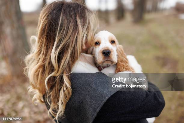 carrying with love - cocker spaniel stock pictures, royalty-free photos & images