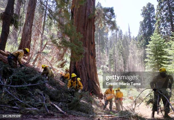 Sequoia National Forest OC Cobra Crew firefighters work to reduce fuels , in an effort to decrease wildfire risk to giant sequoias, on August 24,...