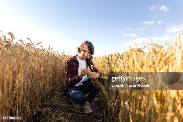 young agronomist farmer is inspecting ripening ears of wheat in field - mogen bildbanksfoton och bilder