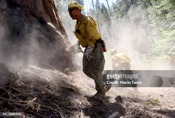 Sequoia National Forest OC Cobra Crew firefighters work to remove duff , in an effort to reduce fuels and decrease wildfire risk around giant...