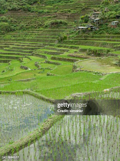 Philippines Rural Rice Field Philippine Farm Photos and Premium High Res Pictures - Getty Images