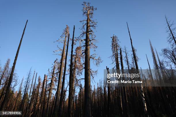 Dead giant sequoia and other dead trees scorched by the SQF Complex wildfire in 2020 stand on August 24, 2022 in Sequoia National Forest, California....