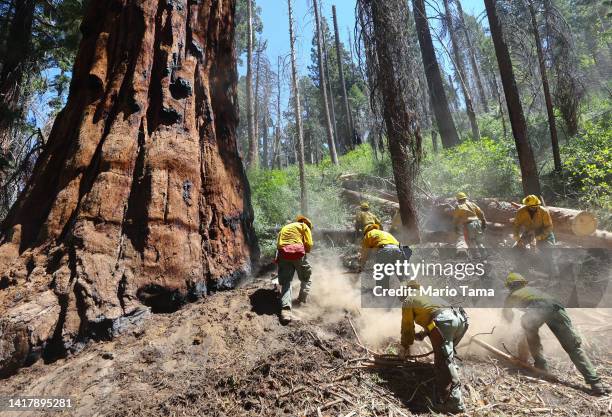 Sequoia National Forest OC Cobra Crew firefighters work to remove duff , in an effort to reduce fuels and decrease wildfire risk around giant...