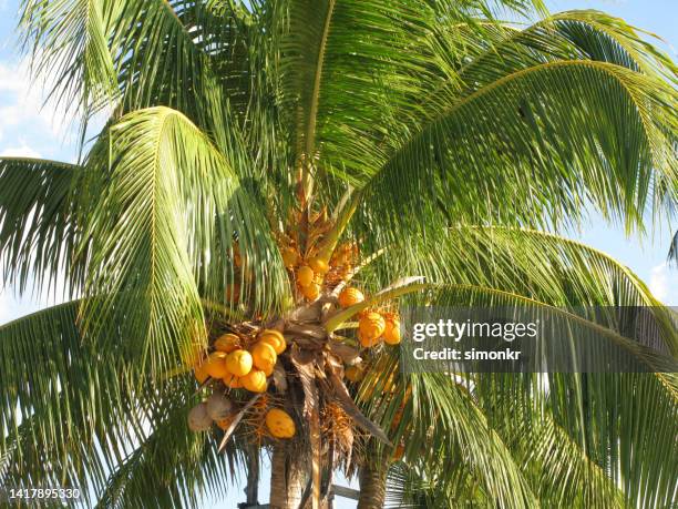 palm tree with coconuts - coconut palm tree stock pictures, royalty-free photos & images