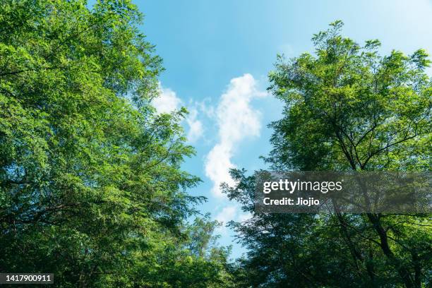 tree against sky - lush foliage stock pictures, royalty-free photos & images