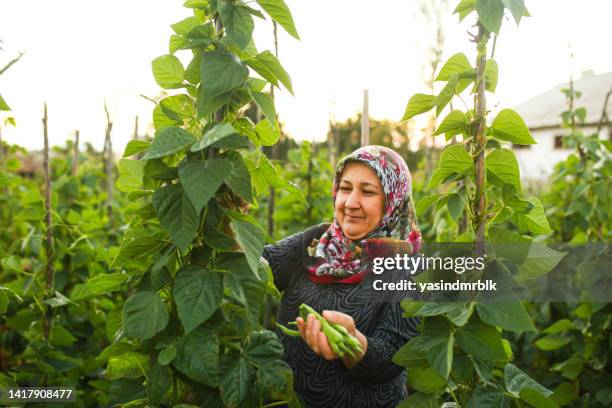 senior farmer woman picking beans in her garden. organic farming concept - turkse etniciteit stockfoto's en -beelden
