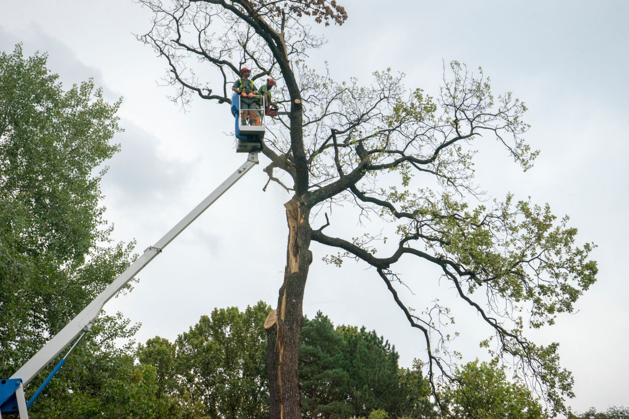 tree pruning service
