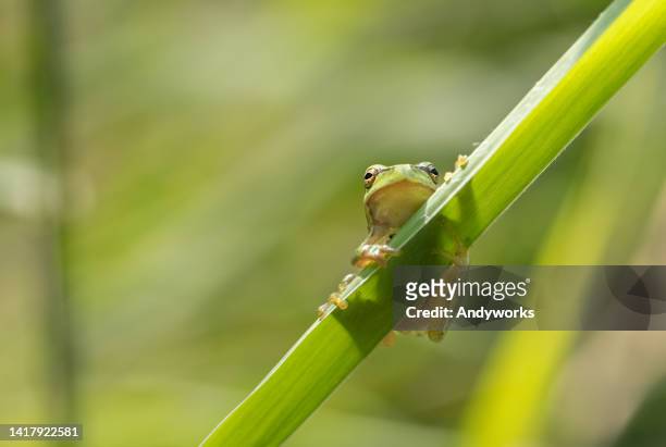 rana arbórea europea joven (hyla arborea) - rana arborícola fotografías e imágenes de stock