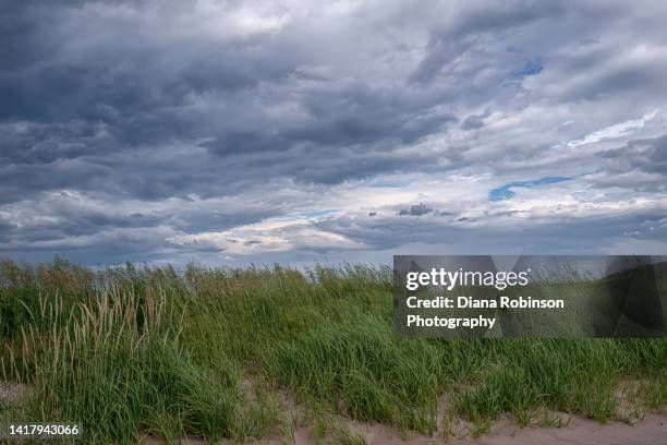 marram grass along the beach near neils harbor, cape breton island, nova scotia, canada - marram grass stock pictures, royalty-free photos & images