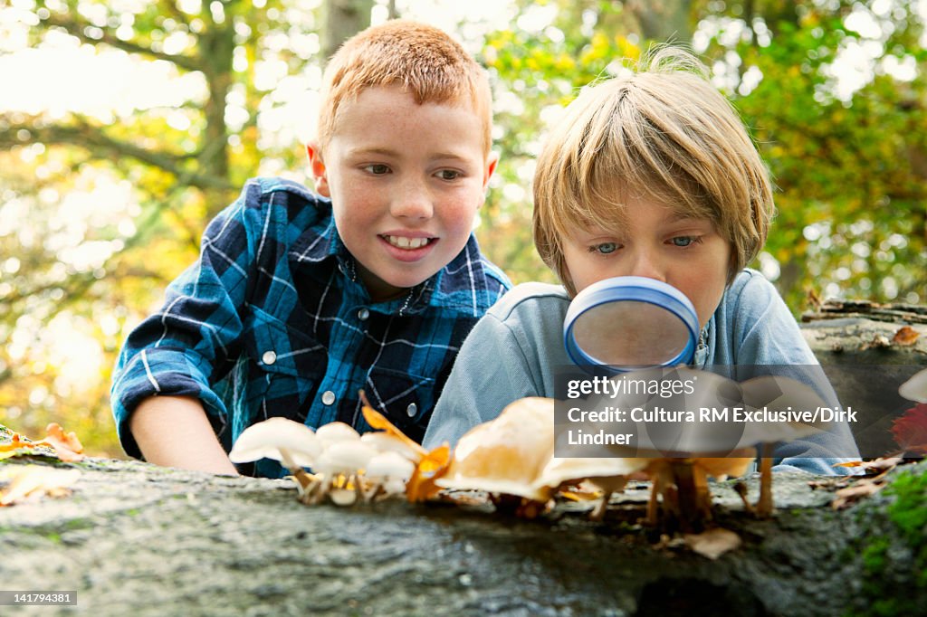 Boys examining mushrooms in forest