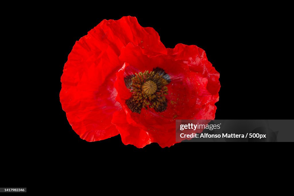 Close-up of red poppy flower against black background