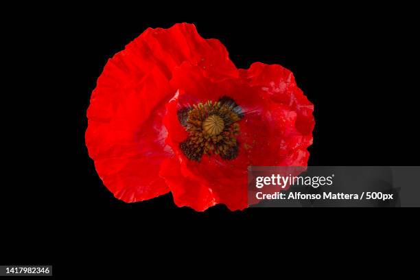 close-up of red poppy flower against black background - poppy stock pictures, royalty-free photos & images