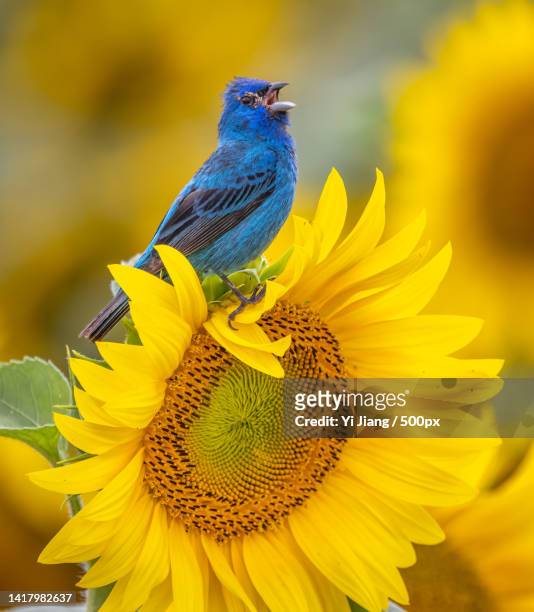 close-up of songbird perching on sunflower,clarington,canada - indigo bunting stock pictures, royalty-free photos & images