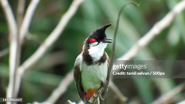 close-up of tropical songpasserine bird perching on branch - bulbuls stock pictures, royalty-free photos & images