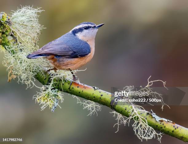 close-up of nuthatch perching on branch,washington,united states,usa - sittelle torchepot photos et images de collection