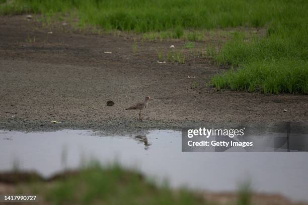 Waterfowl in the Fu River, a tributary of the Yangtze River, seen on August 25, 2022 in Wuhan, Hubei Province, China. Since July the continuous high...