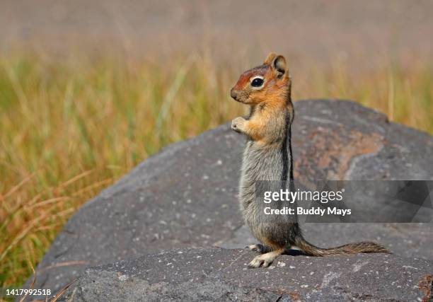 golden mantle ground squirrel - golden mantled ground squirrel imagens e fotografias de stock