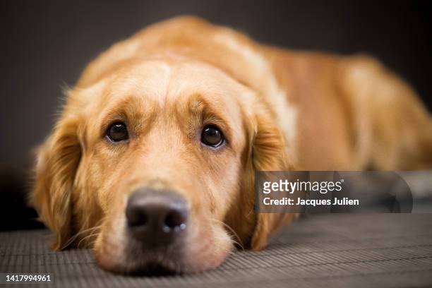 golden retriever looking sad - trained dog stock pictures, royalty-free photos & images